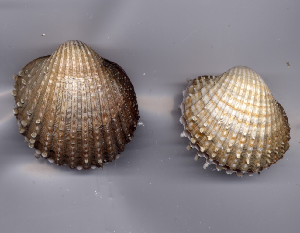 Ostrea edulis e Acanthocardia echinata